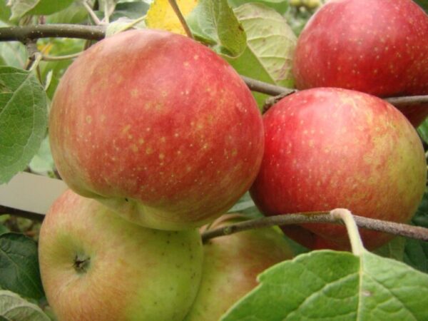 Malus domestica 'Delikates'