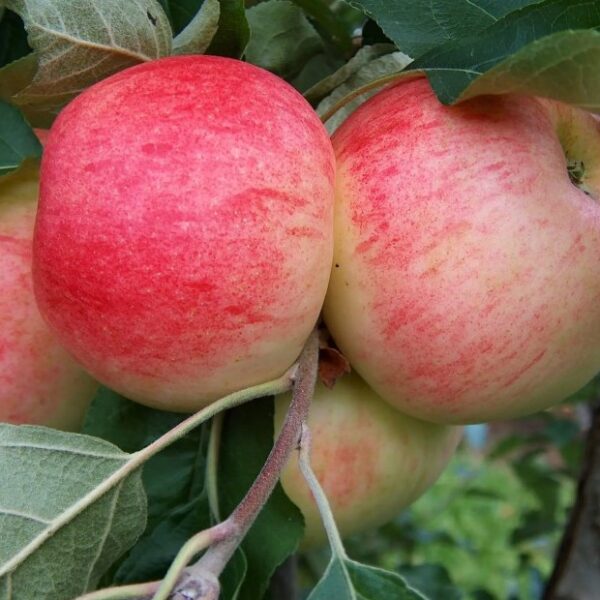 Malus domestica 'Doc Melba'