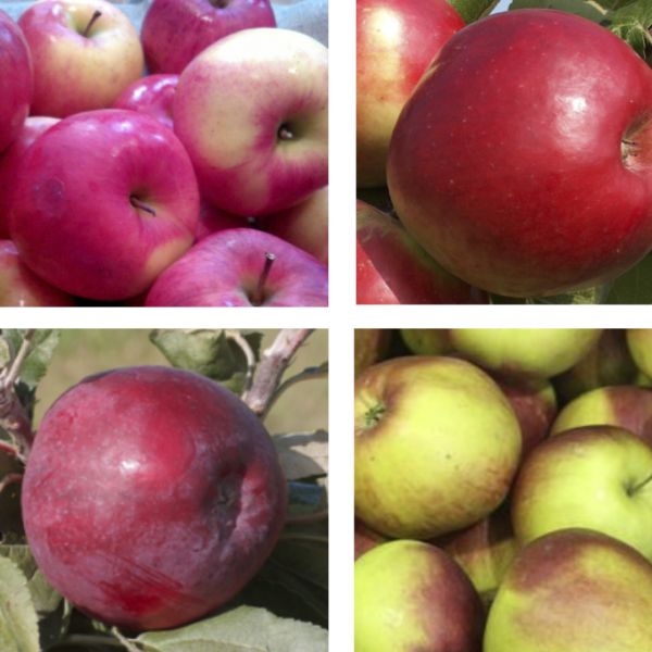 Malus domestica 'Edite + Kovalenovskoje + Katja + Liga'