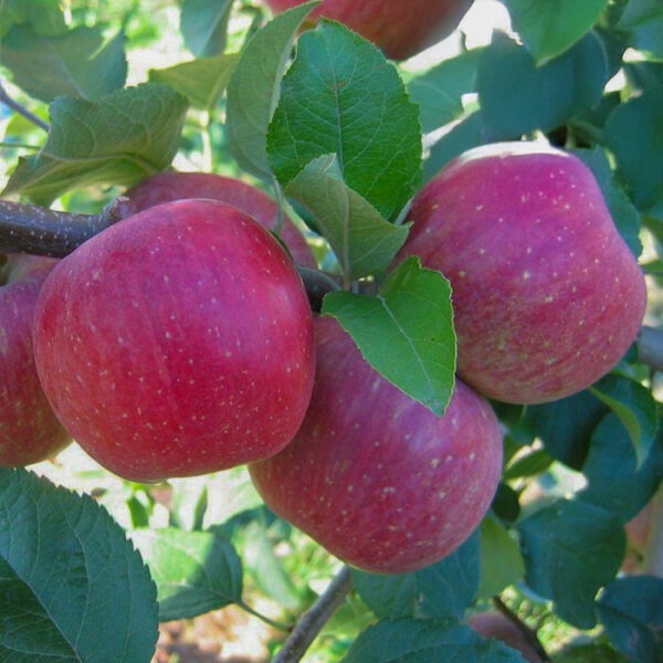 Malus domestica 'Gatis'