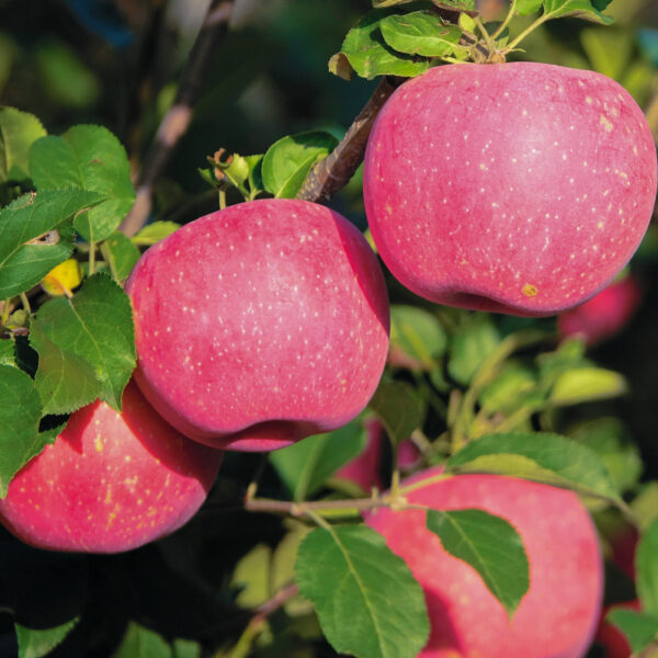 Malus domestica 'Inese'