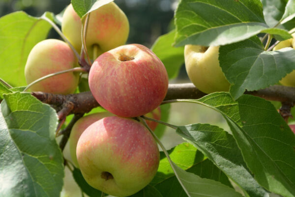 Malus domestica 'Korobovka'