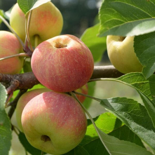 Malus domestica 'Korobovka'