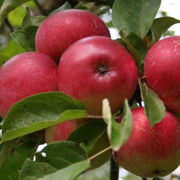 Malus domestica 'Krista'