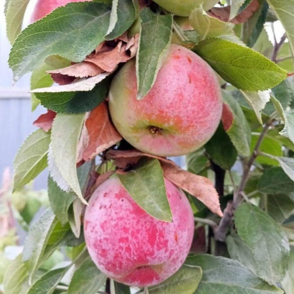 Malus domestica 'Maija'