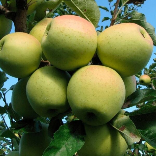 Malus domestica  'Nataljuška'