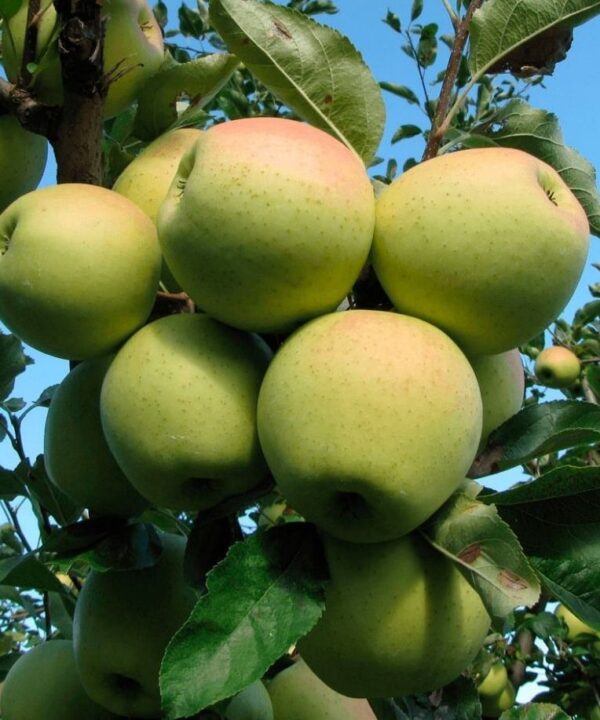 Malus domestica  'Nataljuška'