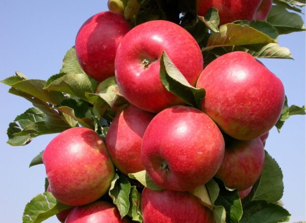 Malus domestica  'Ostankino'