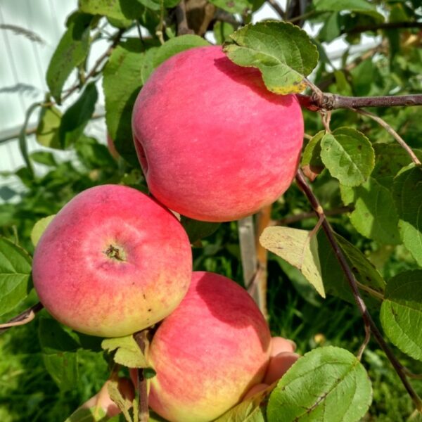 Malus domestica 'Red Melba'