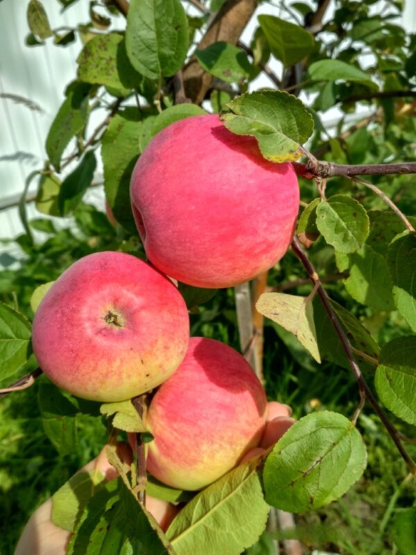 Malus domestica 'Red Melba'