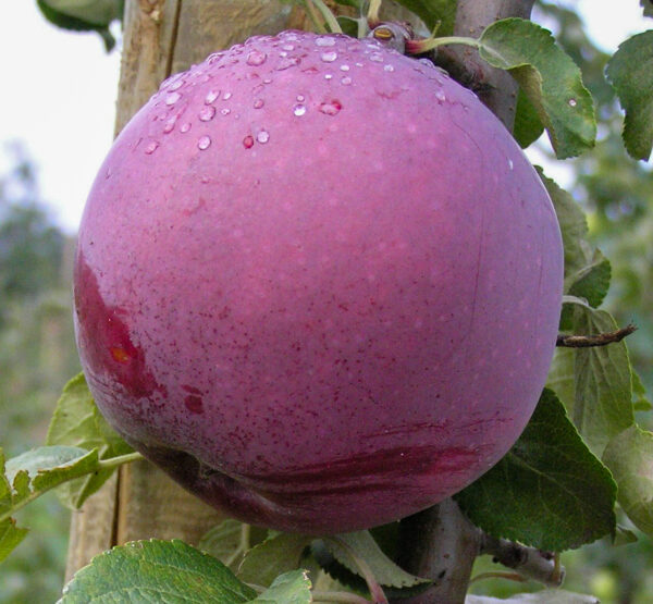 Malus domestica 'Roberts'