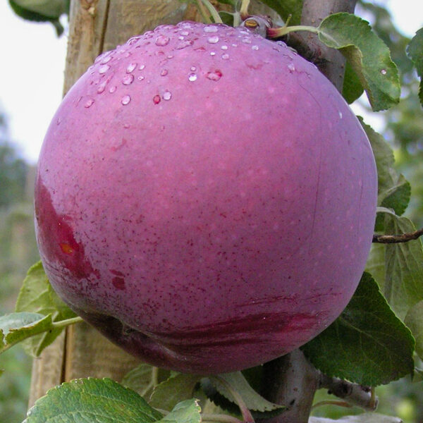 Malus domestica 'Roberts'