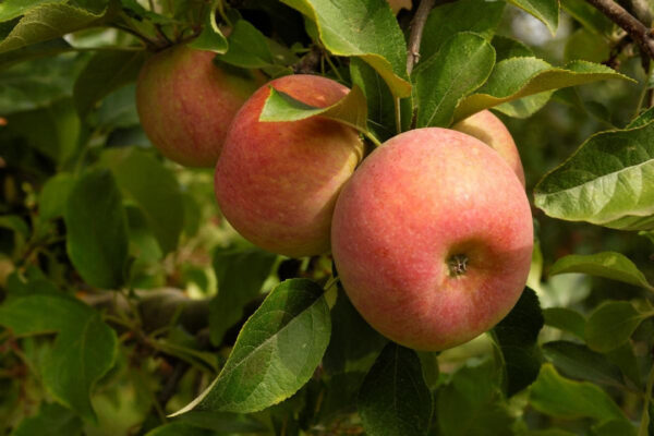 Malus domestica 'Stars'