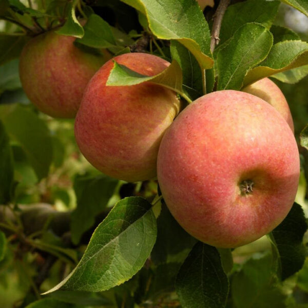 Malus domestica 'Stars'