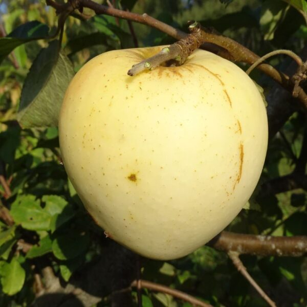 Malus domestica  'Treboux Sämling'