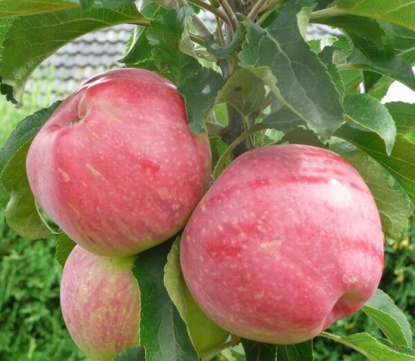 Malus domestica 'Uldis'