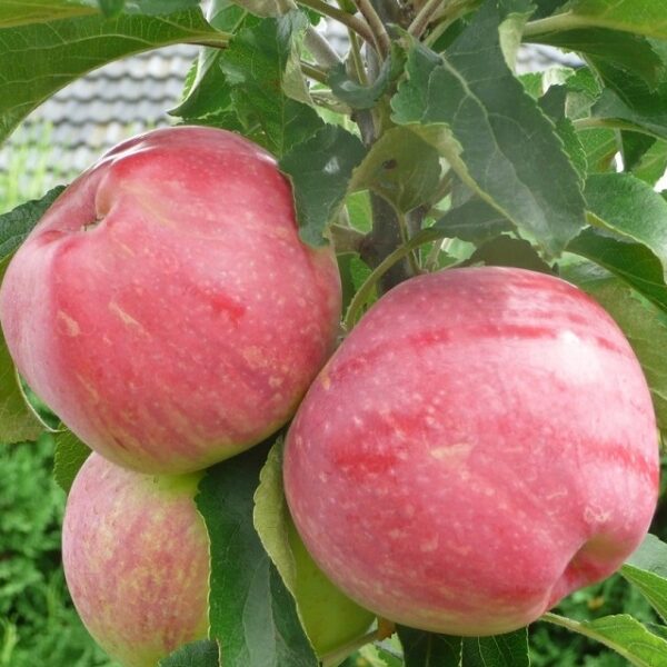 Malus domestica 'Uldis'