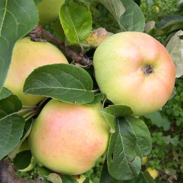 Malus domestica  'Vananaistesuvi'