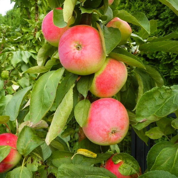 Malus domestica 'Zane'