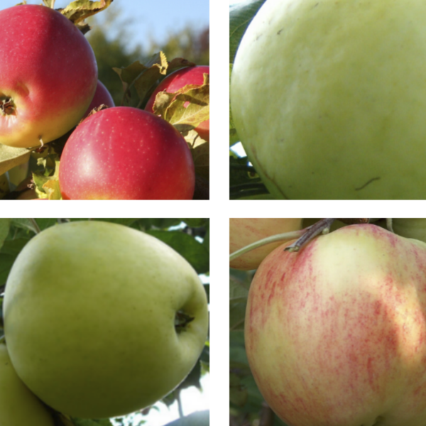 Malus domestica  'Zarja Alatau + Antonovka + Treboux Sämling, Pärnu Tuviõun, Lambanina) + Konfetnaja'