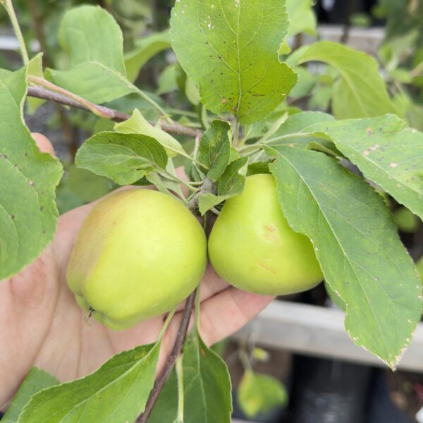 Malus domestica 'Merrigold'