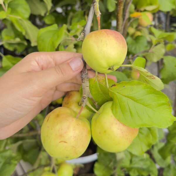 Malus domestica 'Suislepp'