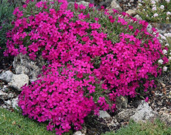 Phlox Douglasi  'Red Admiral'