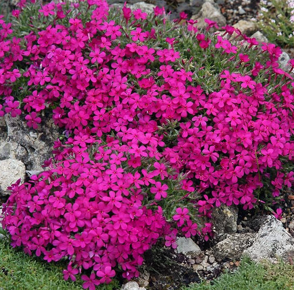 Phlox Douglasi  'Red Admiral'