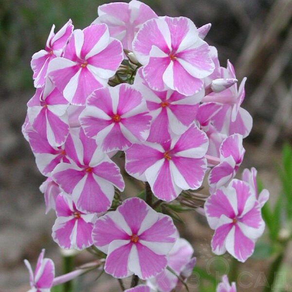 Phlox maculata 'Natascha'