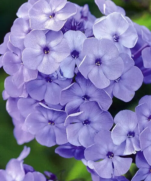 Phlox paniculata 'Blue Boy'