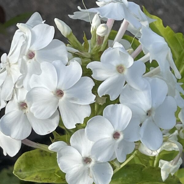 Phlox paniculata 'David'