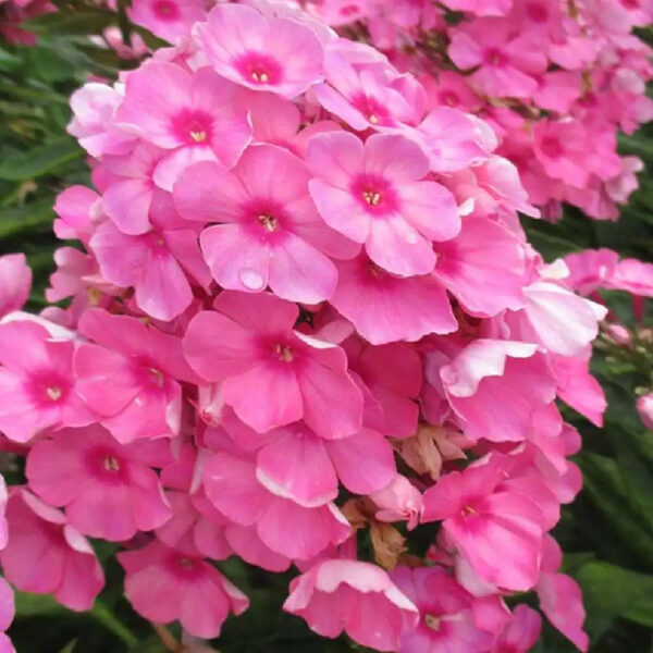 Phlox paniculata 'Flame Pink'