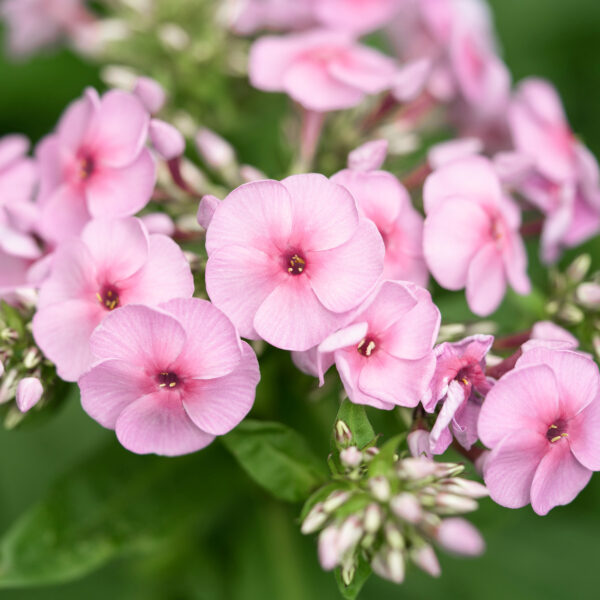 Phlox paniculata 'Elizabeth Arden'