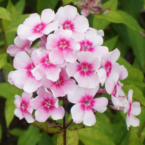 Phlox paniculata 'Europa'