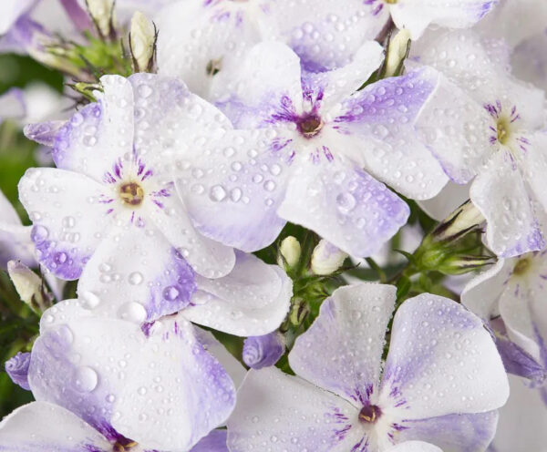 Phlox paniculata 'Flame Light Blue'