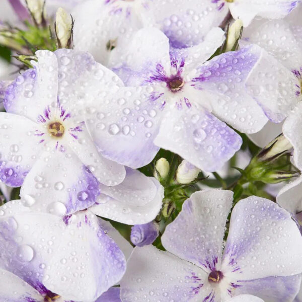 Phlox paniculata 'Flame Light Blue'