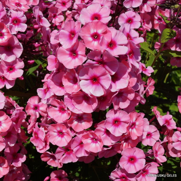 Phlox paniculata 'Larissa'