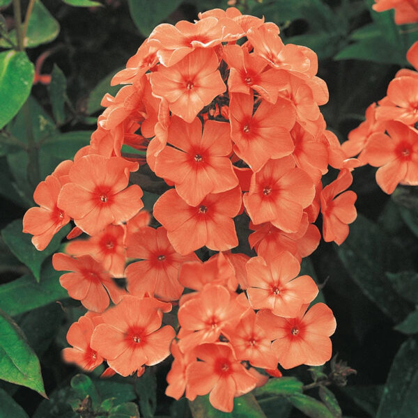 Phlox paniculata 'Orange Perfection'