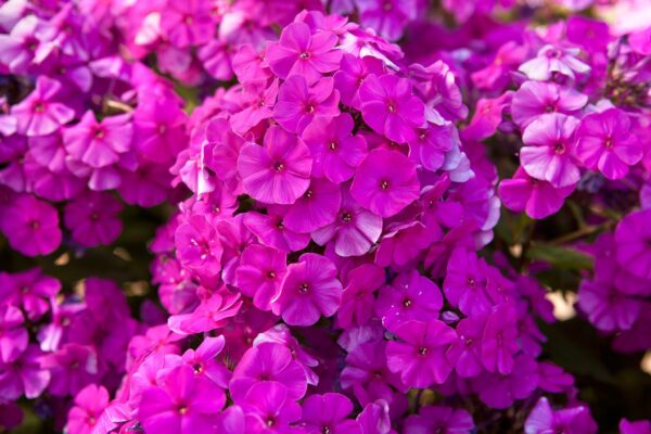 Phlox paniculata 'Purple Eye Flame'