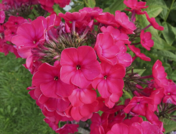 Phlox paniculata 'Red Flame'