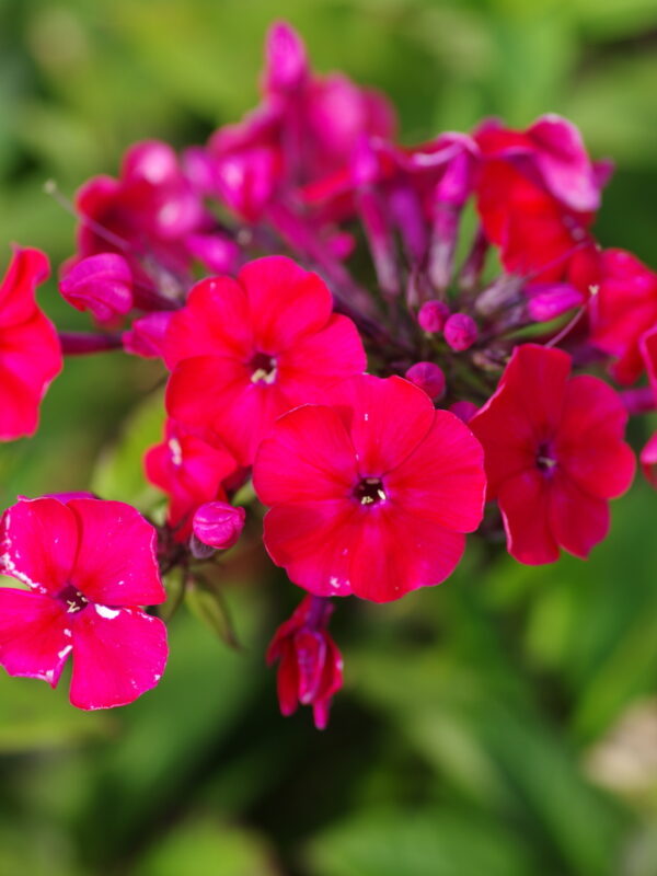 Phlox paniculata 'Red Riding Hood'