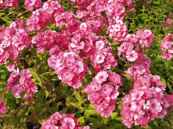 Phlox paniculata 'Rijnstroom'