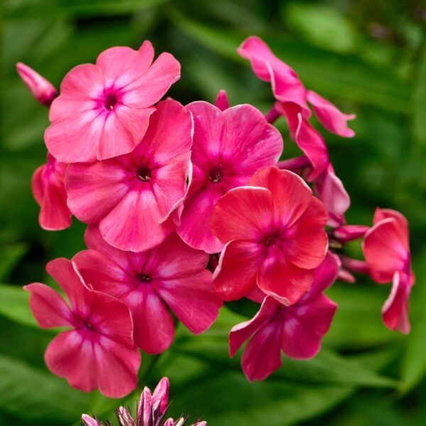 Phlox paniculata 'Starfire'