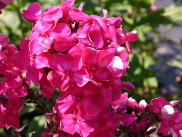 Phlox paniculata 'Tenor'