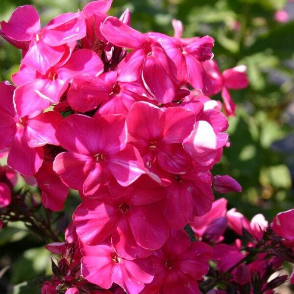 Phlox paniculata 'Tenor'