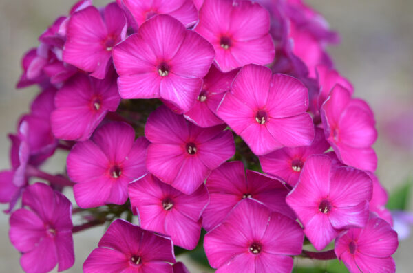 Phlox paniculata 'The King'