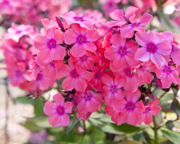 Phlox paniculata 'Windsor'