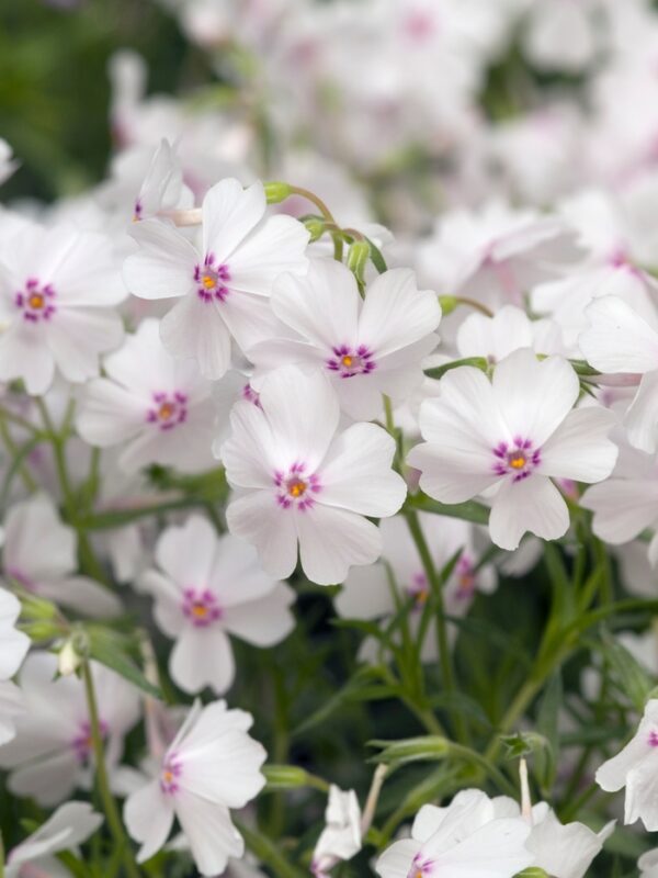 Phlox sibulata 'Amazing Grace'