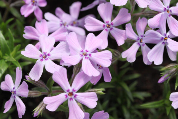 Phlox sibulata 'Benita'