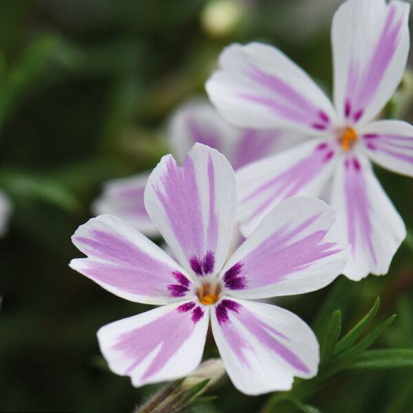 Phlox sibulata 'Candy Stripes'